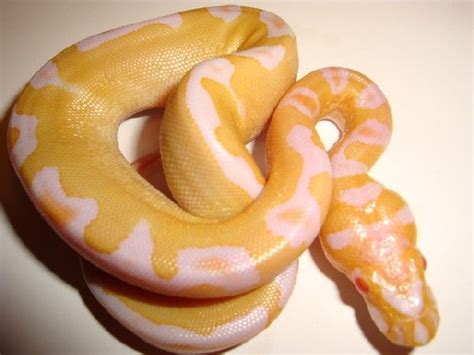 Albino Clown | Ball python morphs, Ball python, Albino