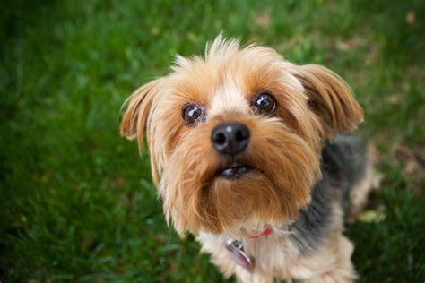 Unique Small Pets To Have These Small House Pets Are Cool And Easy To ...