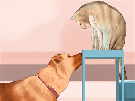 Can You Make Two Cats Get Along at Mercedes Jackson blog