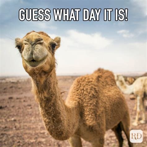 700+ Funny Memes for Every Occasion