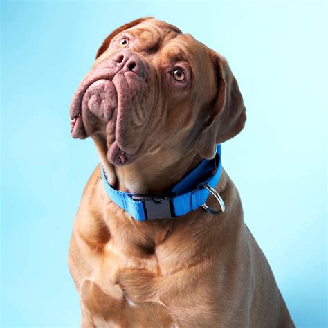 Are Martingale Collars Safe For Dogs