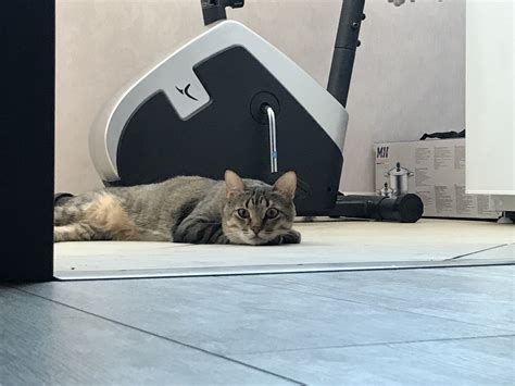Кошачий | Пикабу
