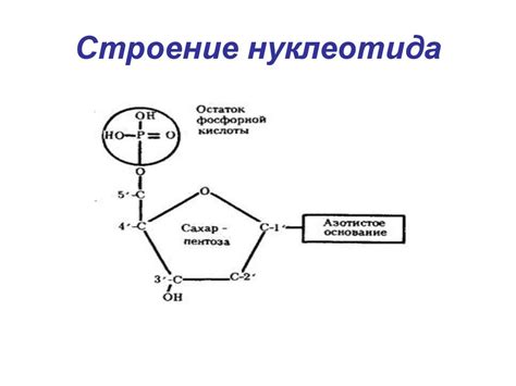 Структурные компоненты нуклеиновых кислот. Уровни организации ДНК и РНК ...