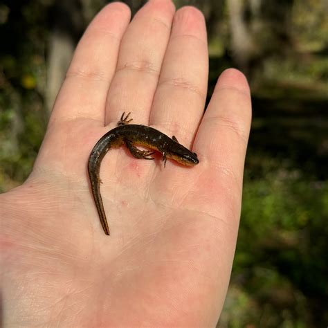 Eastern Newt For Sale – O.T.W Exotics