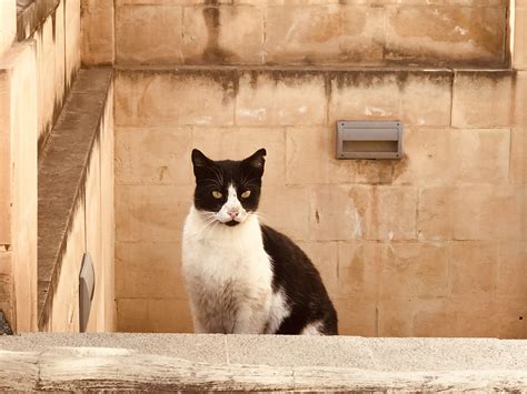 Cats In Egypt