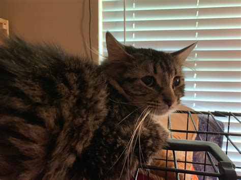 Abbie – Cat – R & T Loving Paws Inc