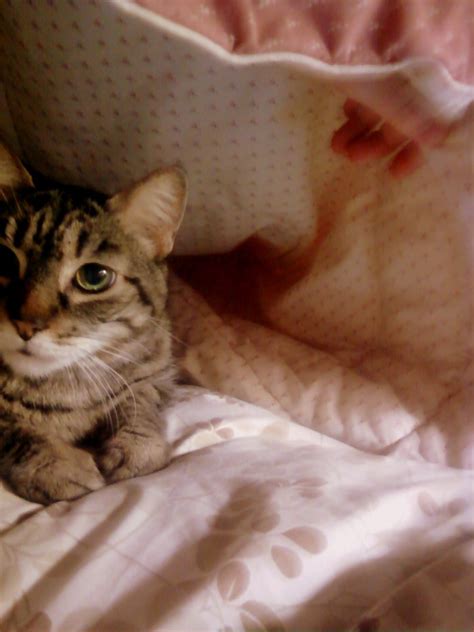 I know the world is ruled by grace when I hear my cat purr.