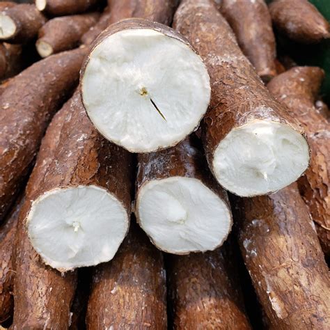 Cassava - SERVE AFRICA