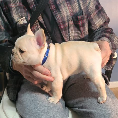 Byrums's French Bulldogs