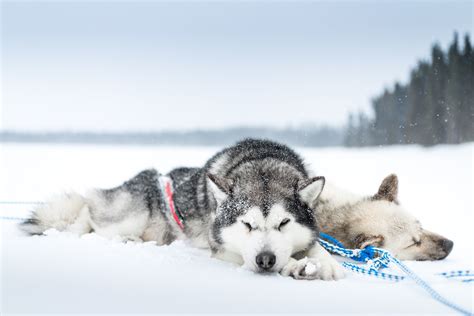 Husky Siberiano Papel de Parede HD | Plano de Fundo | 1920x1280