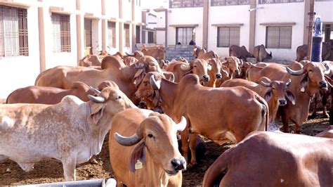 brahmanand gaushala  sanctuary protection trust