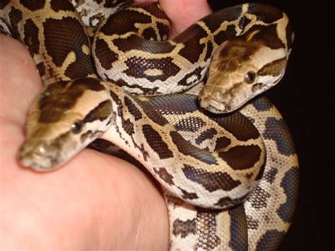 kingsnake.com photo gallery > Burmese Pythons > Indian Pythons from ...