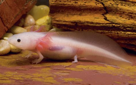 Axolotl Care Sheet - Reptiles Magazine
