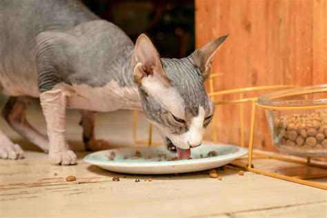 Top 10 Fat Cats - Critter Culture