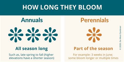 Understanding Annuals vs Perennials (& Why the Differences Matter!)