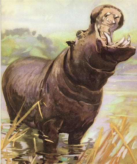Beautiful 1933 Vintage Hippopotamus Wild Animal Print - Etsy