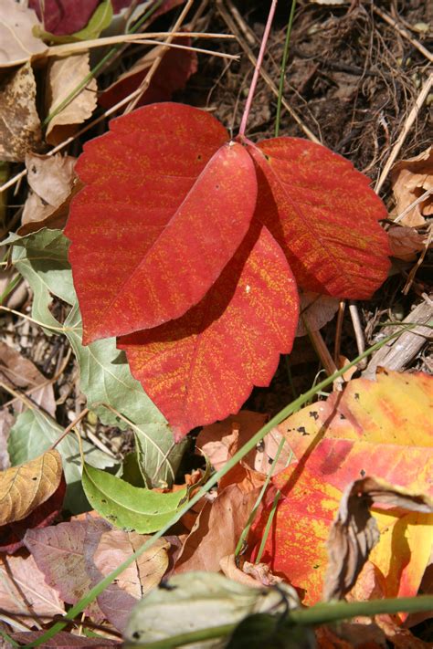 October Nature Almanac: Poison Ivy Can Brighten or Blighten Your Day