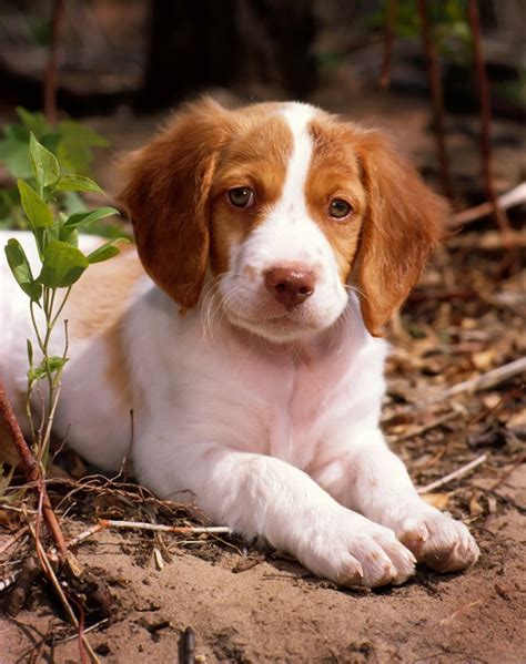 25 European Dog Breeds – PureWow