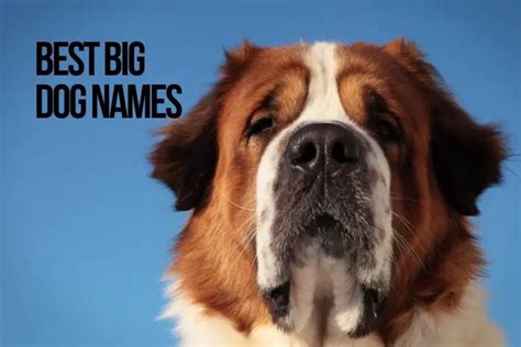Big Dog Names 326+ Ideas For Large Puppy - PetShoper