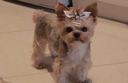 Yorkshire Terrier Fertility and Breeding Knowledge | PetGOV