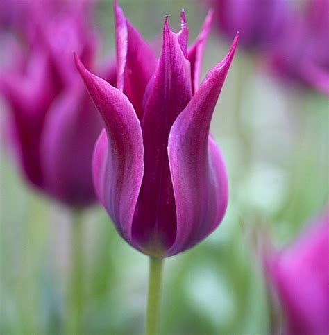 Tulipán - Tulip " Maytime" - Hortenzia Garden kert