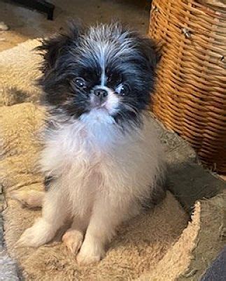 Midlothian, VA - Japanese Chin/Yorkie, Yorkshire Terrier. Meet Chin Boy ...