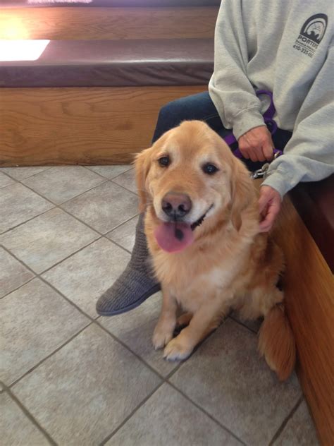 Diary of a Real-Life Veterinarian: Golden Retriever Uveitis, Max's Rare