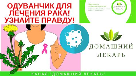 Корень одуванчика - средство против рака! Исследование! - Домашний ...