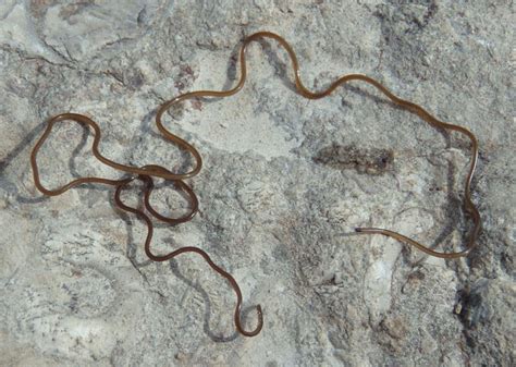 Gordioidea Horsehair Worm species photo - Mark Brown photos at pbase.com