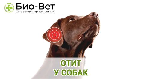 Отит у собак. Ветеринарная клиника Био-Вет. - YouTube