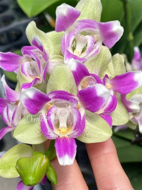 Phal. Mainshow Green Triangle 'peloric' - Orchibias