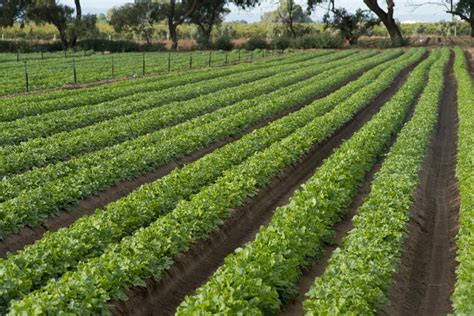beetroot  grown  virginia sa  ophir farm site marrone fresh
