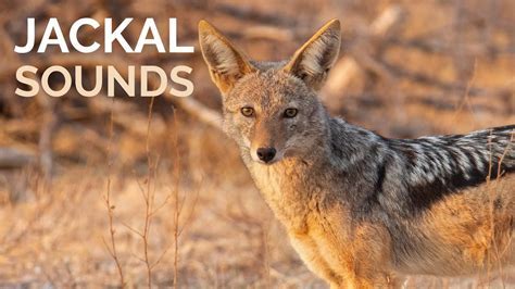 Bark and howl of jackal sound effect download free | DeadSounds