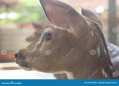 Closeup View of Visayan Spotted Deer, a Nocturnal and Endangered ...