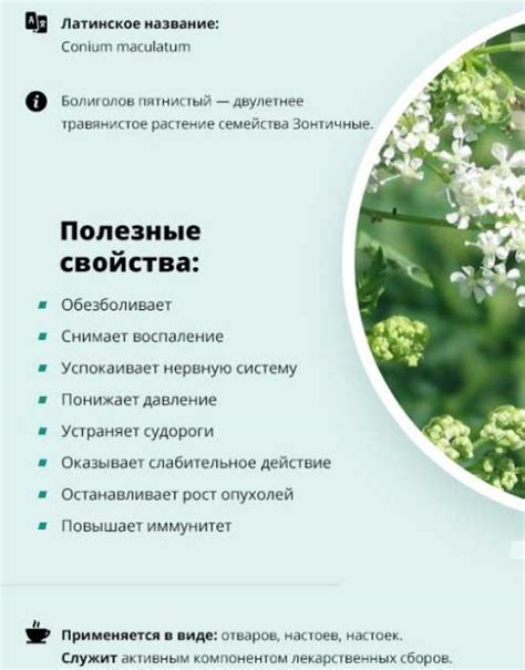 Болиголов трава. Фото и описание, где растет, когда собирать