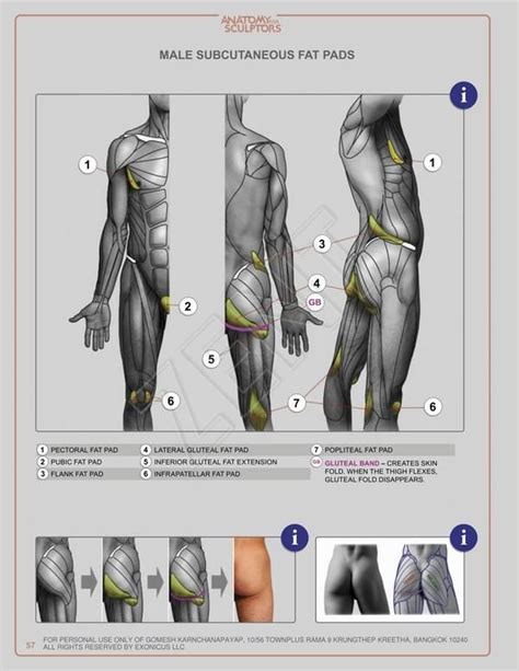 Anatomy drawing, Human anatomy drawing, Human figure drawing