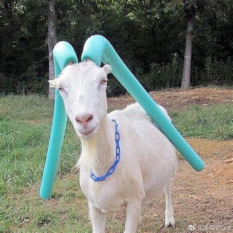 Hatsune Miku the GOAT : r/Vocaloid