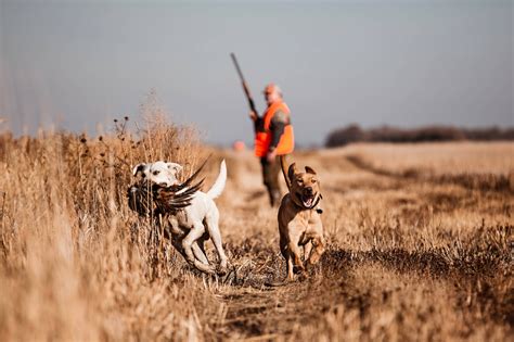 Photos of Pheasant Hunting Dogs