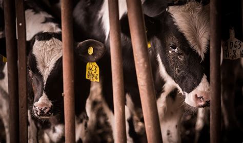 Cow Slaughter Gif