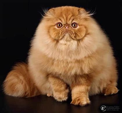 Red Tabby Persian