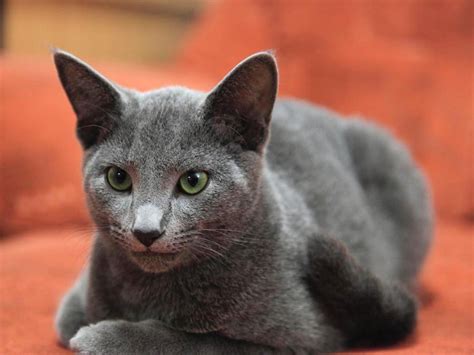 Русская голубая » Сообщество любителей кошек CatPage