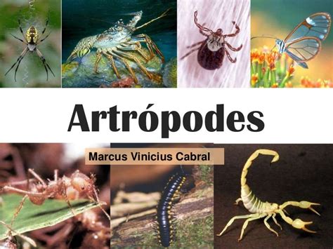 O Que É Um Artrópode - Artrópodes oficial