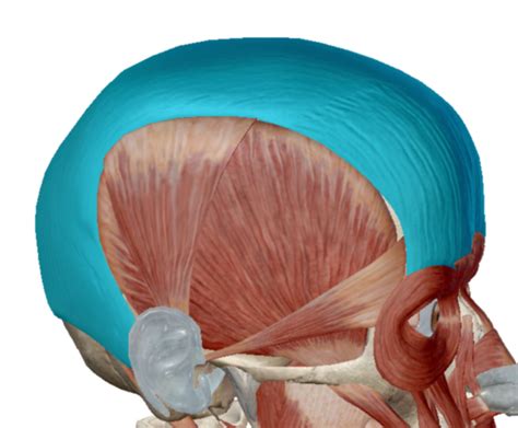 muscle identification: head and face Flashcards | Quizlet