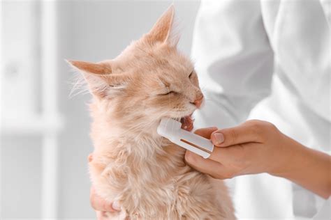 How to Clean a Cat’s Teeth - Glenwood Pet Hospital