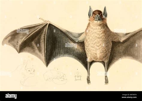 desmodus rotundus  stock photo alamy