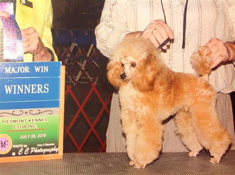 Health Tested Toy Poodle Pups