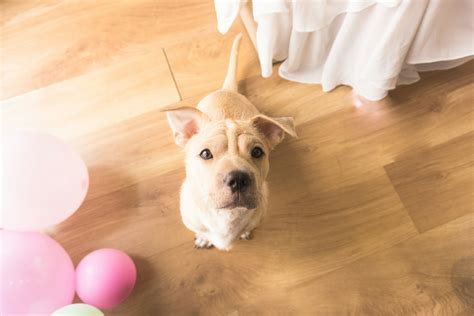 how to clean dog pee from wood