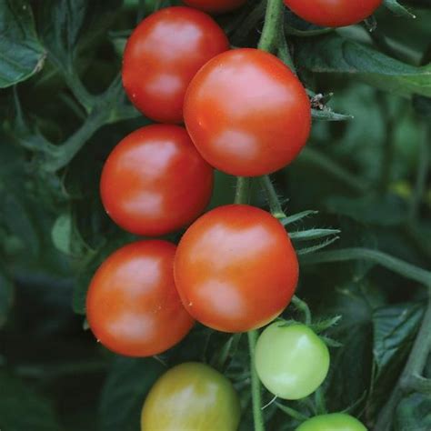 Sweet Million Tomato