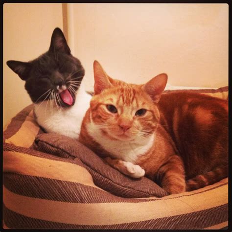 Multi-cat Household - how to have happy cats in the home