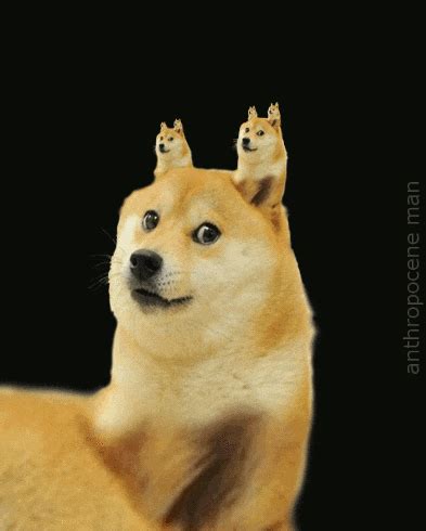 Meme GIFs - Get the best GIF on GIPHY Guide
